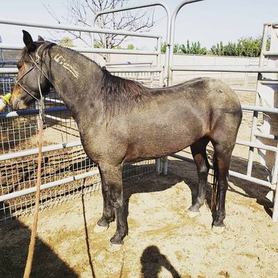 horse boarding, Red Oaks Ranch Dyer, IN Photo Gallery